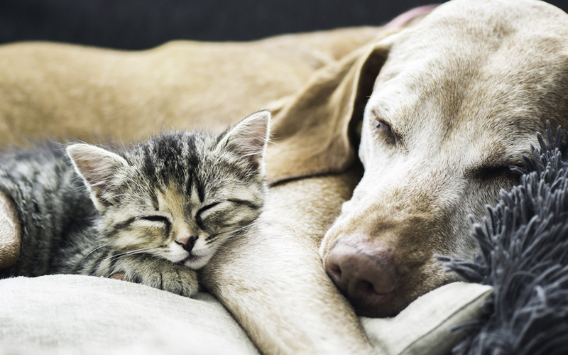 Seguro para Animais Domésticos