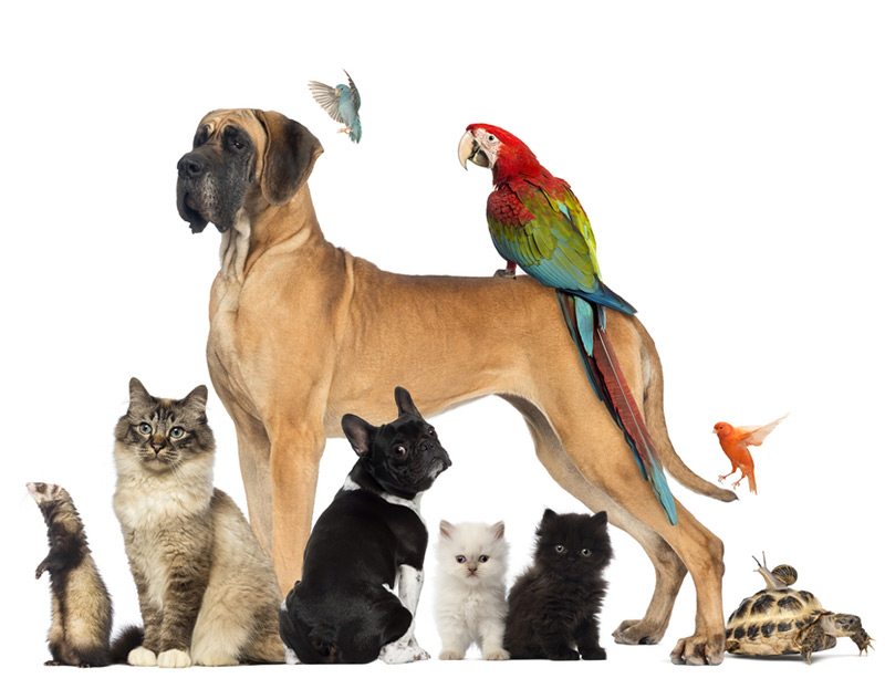 Seguro de Animais Domésticos