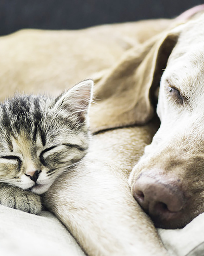 Coberturas do seguro de Animais Domésticos